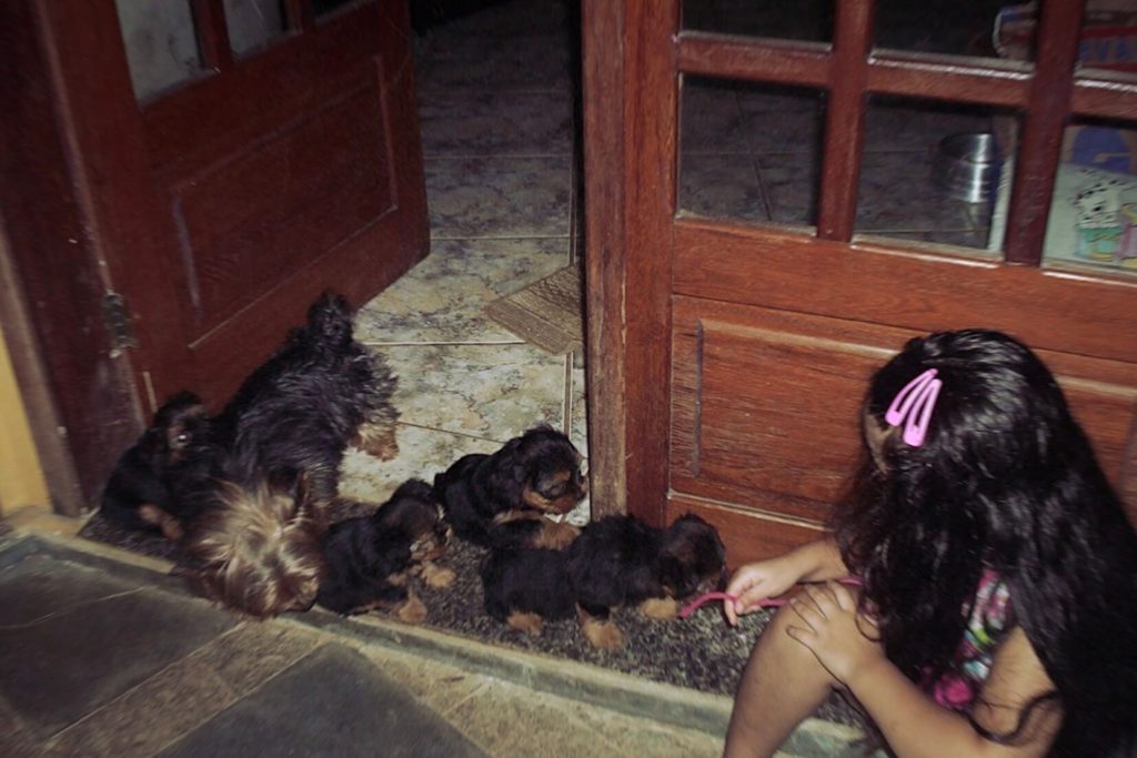 Uma menina, em silêncio, brinca com cachorros pequenos e filhotes no chão.